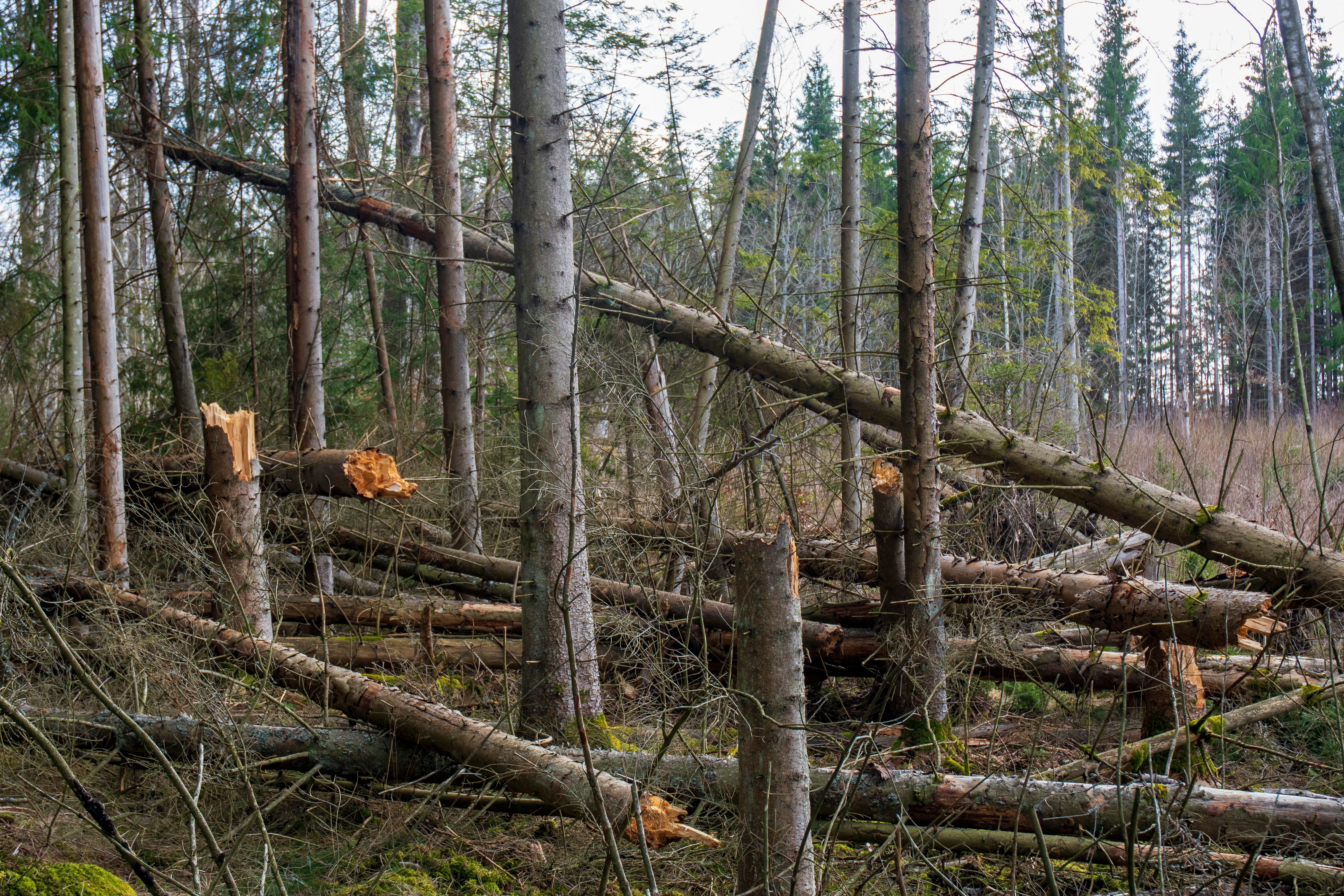Emergency Tree Services