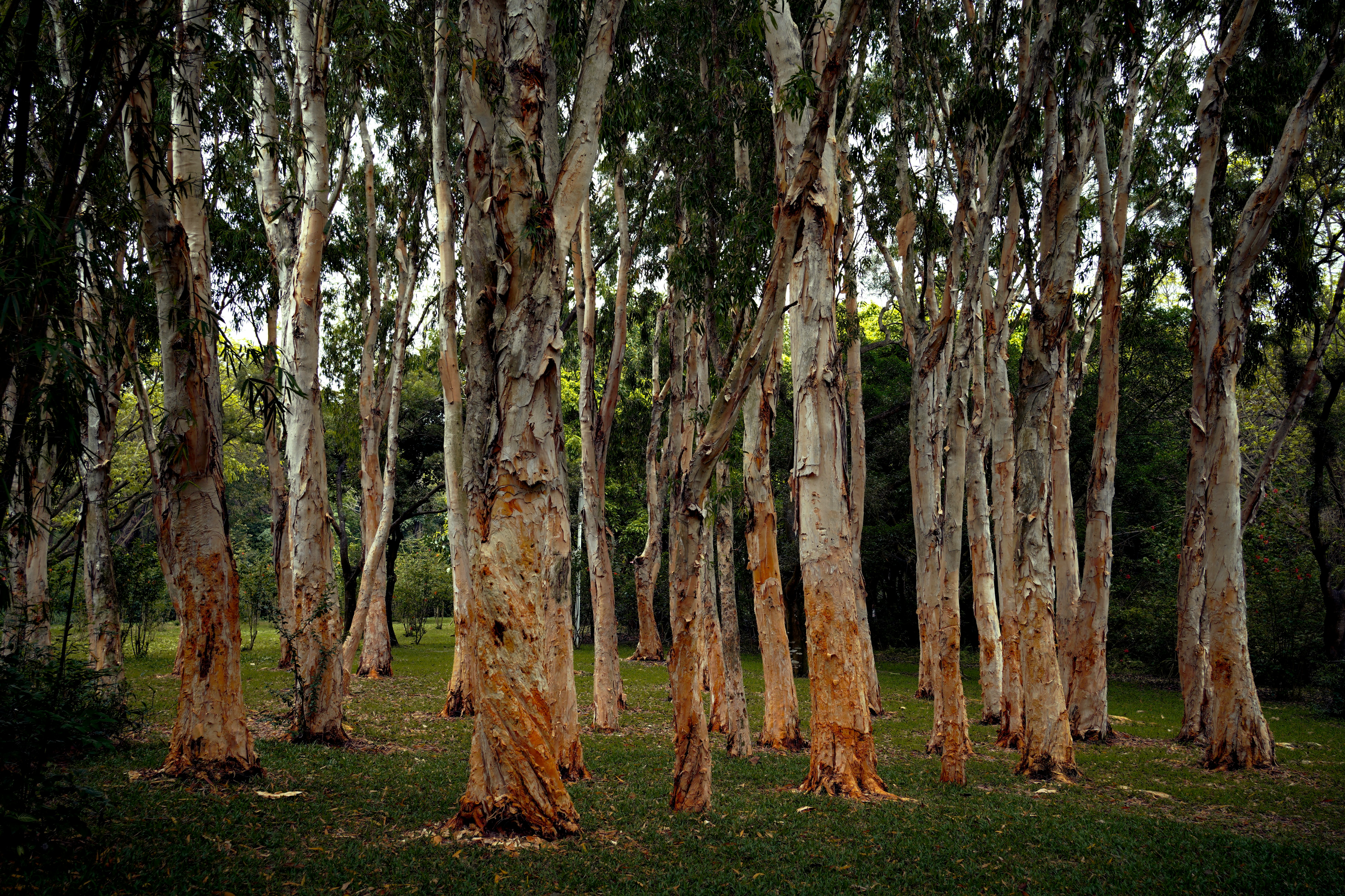 Diseased Trees